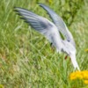 Artic Tern, Northumberland