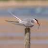 Artic Tern, Northumberland