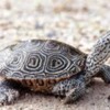 terrapin: Did the ill-fated terrapins come back to haunt the residents?