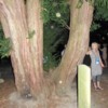 Easton ghost orb: Easton Cemetery "Healing Tree," plus a few orbs.