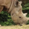 St-Louis-Zoo-Rhino