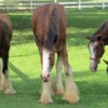 Grants-Farm-Clydesdales