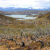 Area of old wildfire, Torres Del Paine National Park