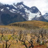 Area of old wildfire, Torres Del Paine National Park