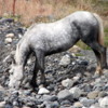 Horse near Hotel Las Torres, Torres del Paine NP
