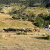 Gauchos rounding up horses, Torres del Paine NP
