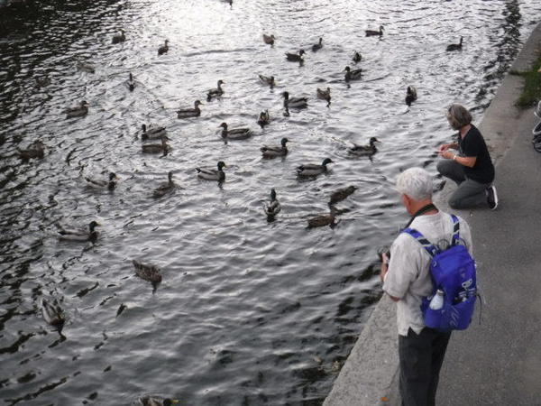Public-Garden-Ducks