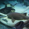 Sealife - Shark