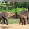 Elephant Transit Home, Udawalawe, Sri Lanka