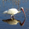 Merritt Island NWR. White Ibis