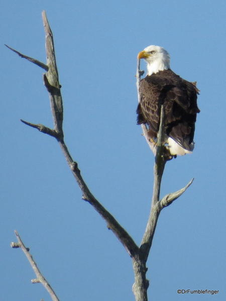 Merritt Island NWR. Bald Eagle