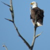 Merritt Island NWR.  Bald Eagle