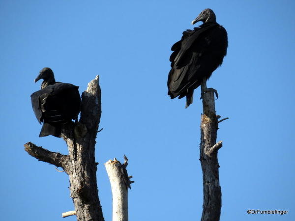 Merritt Island NWR. Vulture