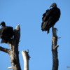 Merritt Island NWR. Vulture