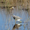 Merritt Island NWR.  Tricolored heron