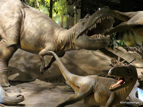 006 Royal Tyrrell Museum, Drumheller. Albertosaurus 69,000,000 yrs ago