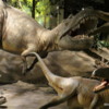Royal Tyrrell Museum, Drumheller.  Albertosaurus 69,000,000 yrs ago