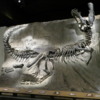 T Rex specimen, Royal Tyrrell Museum, Drumheller.  Black Beauty.  Crowsnest Pass Alberta