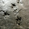Dinosaur footprints, Royal Tyrrell Museum, Drumheller Dinosaur footprints