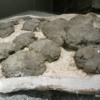 Dinosaur eggs, Royal Tyrrell Museum, Drumheller.  Dinosaur eggs.  Devil's Coulee Alberta