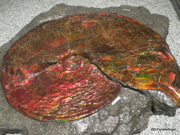 019 Royal Tyrrell Museum, Drumheller. Ammonite, Lethbridge Alberta