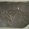 Burgess Shale fossil,  Royal Tyrrell Museum, Drumheller.  Precambrian