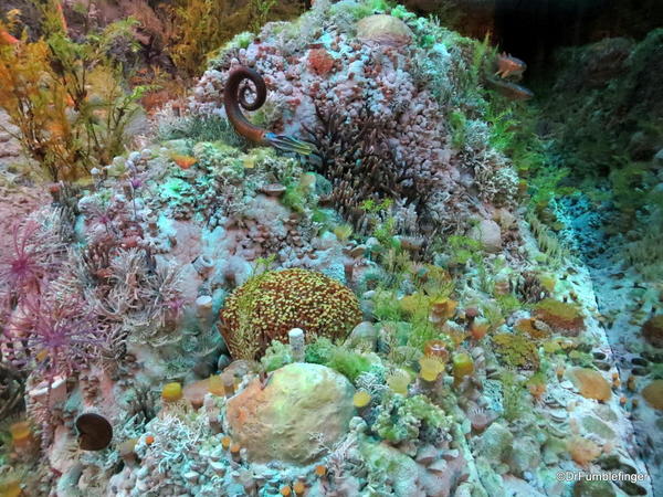 049 Royal Tyrrell Museum, Drumheller. Devonian Reef Predator