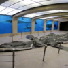 Royal Tyrrell Museum.  Giant Aquatic Reptile