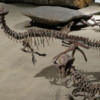 Dinosaur Hall,  Royal Tyrell Museum, Drumheller