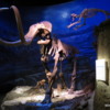 Ice Age Fossils, Royal Tyrell Museum, Drumheller