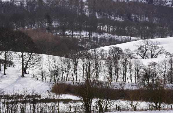 Hillside, snow and tree lines.