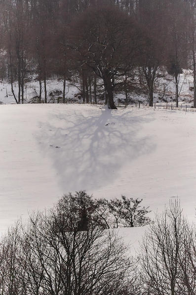 Snow trees reflection.