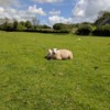 Mother sheep and lamb, Pembrokeshire, Wales