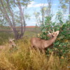 Deer diorama, Denver Museum of Nature and Science