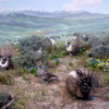 Sage Grouse diorama, Denver Museum of Nature and Science