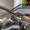 Fin Whale, Denver Museum of Nature and Science
