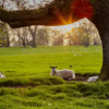 Sunset and resting sheep.