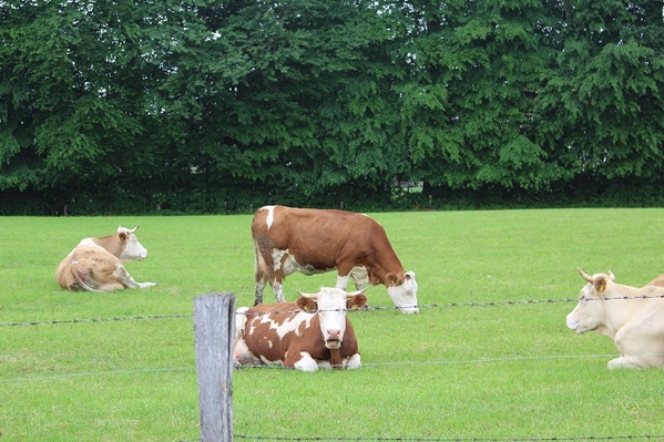 Cows2