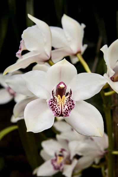 Orchids - Eric Young 2