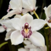 Orchids - Eric Young  2
