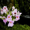Orchids - Eric Young 1