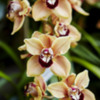 Orchid  15