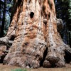 sequioa-tree-1752848_1280