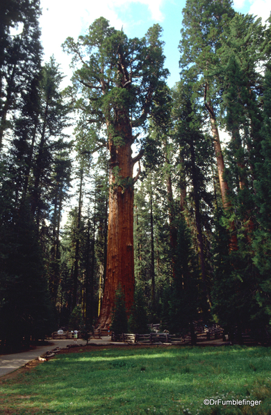 Sequoia National Park 6-90 016. General Sherman