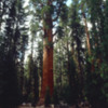 Sequoia National Park. General Sherman