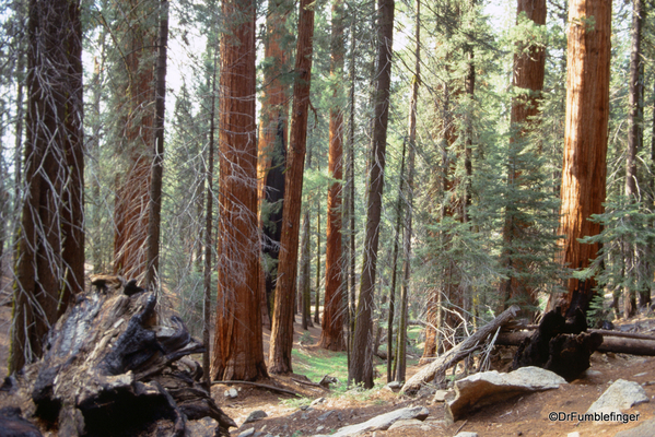 Sequoia National Park 6-90 018. Congress Trail