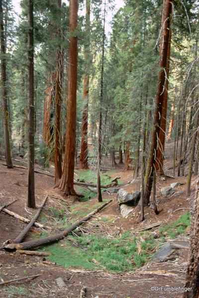 Sequoia National Park 6-90 020. Congress Trail