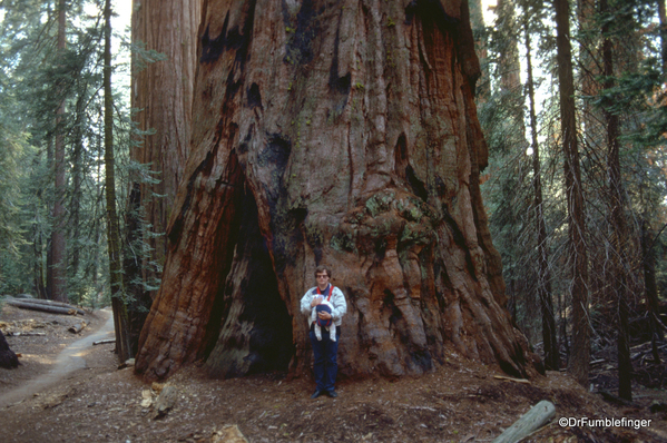 Sequoia National Park 6-90 021. Congress Trail