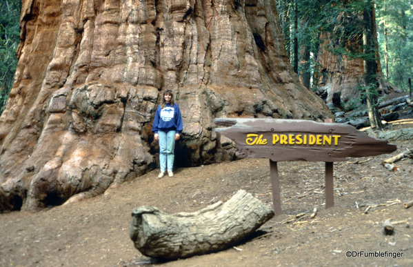 Sequoia National Park 6-90 022. Congress Trail.