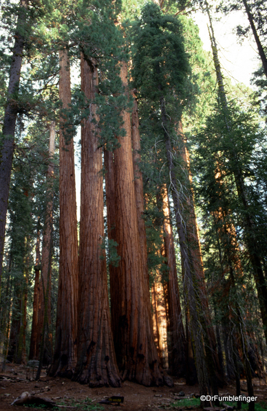 Sequoia National Park 6-90 023. Congress Trail.